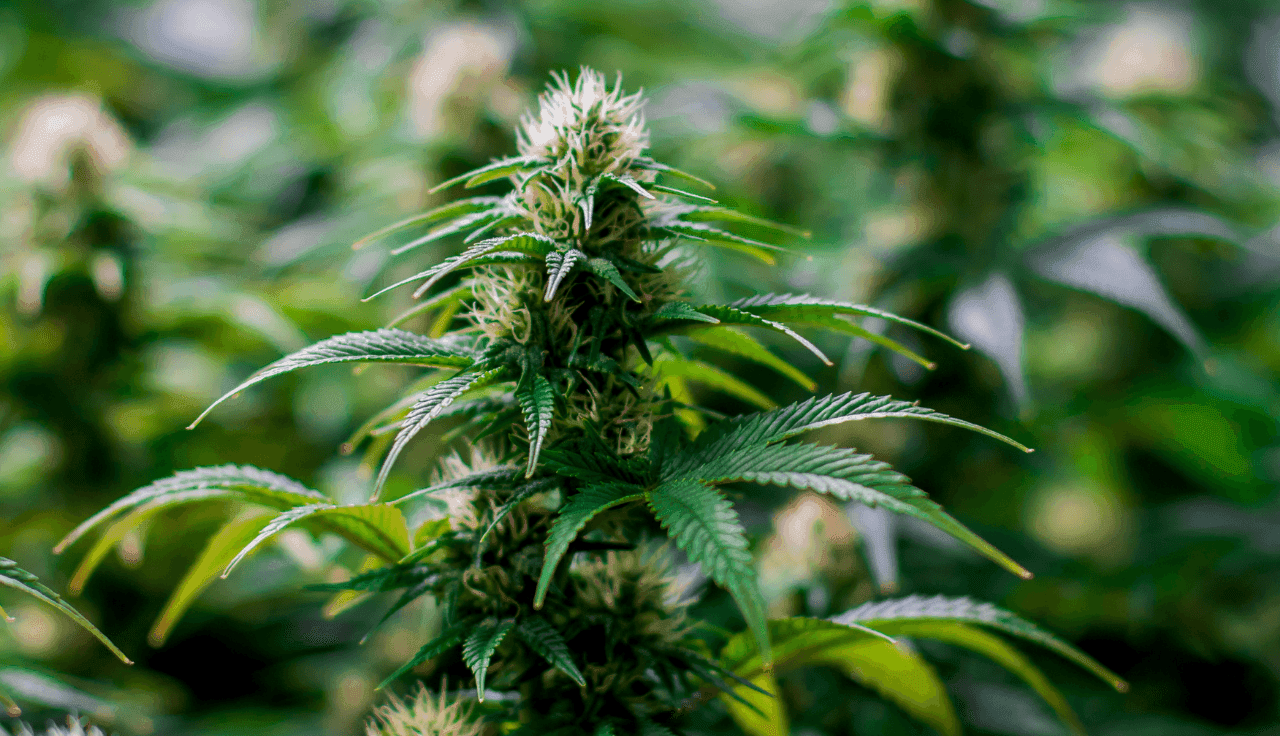 Nahaufnahm einer Cannabispflanze