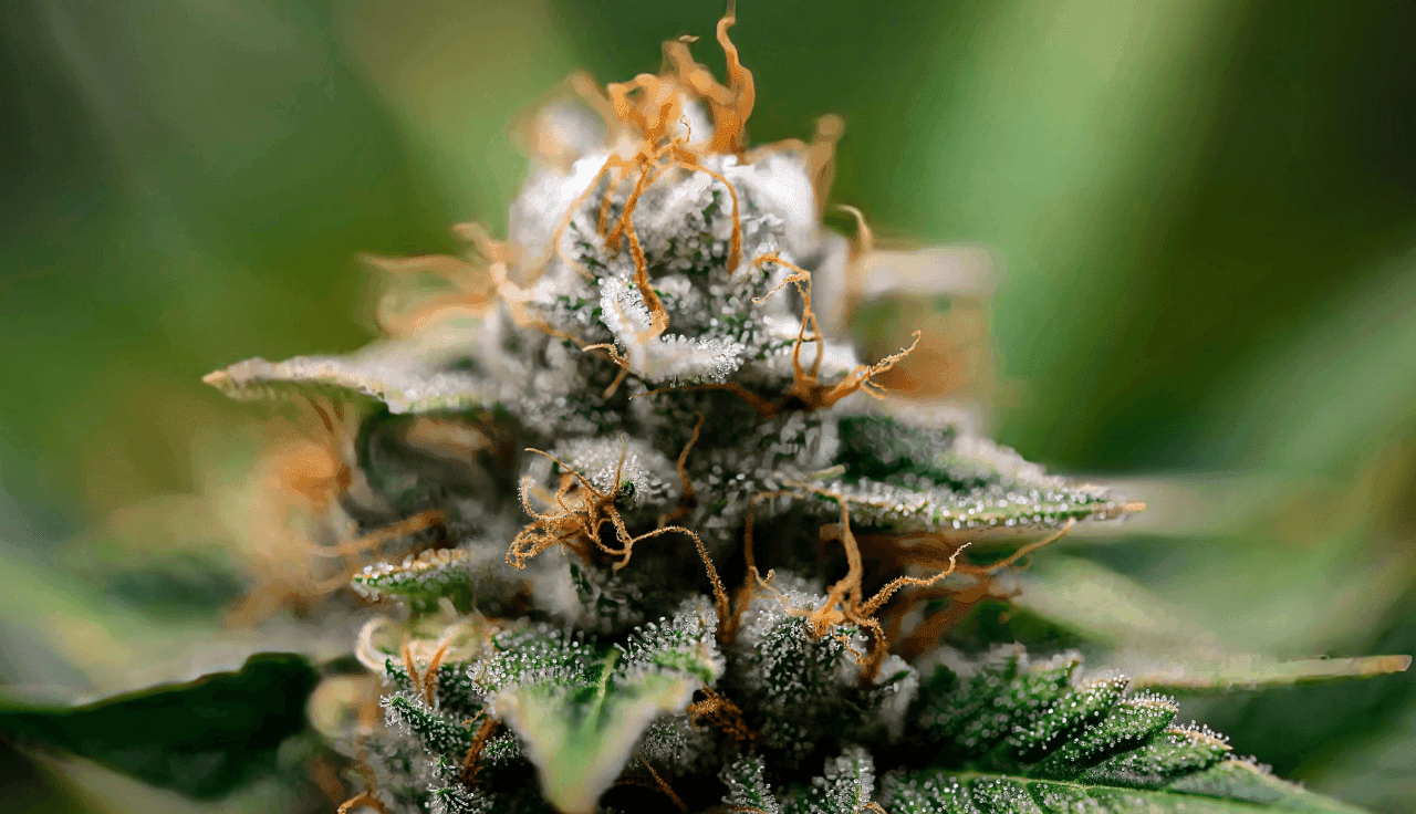 Nahaufnahm einer Cannabispflanze